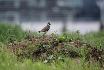 common lapwing bird in natural conditions on a summer day