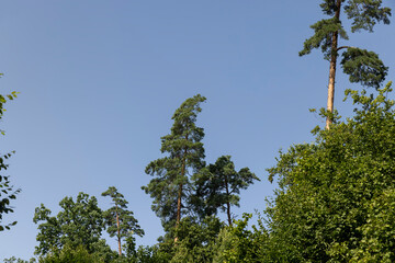 Forest with different trees in summer