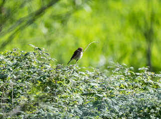 common shrike bird in natural conditions on a summer day