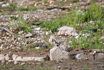 beautiful field bird in natural conditions on a summer day