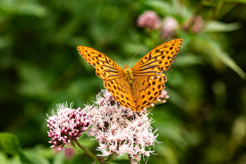 Macro photography of a beautiful silver-washed fritillary butterfly (Argynnis paphia) with bright orange wings