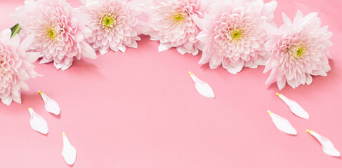 Fototapeta na wymiar pink chrysanthemums on pink background