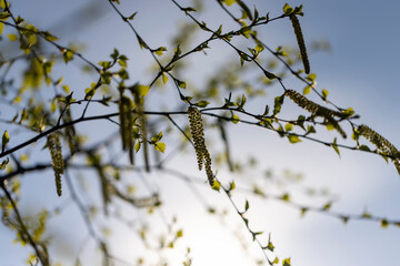 young birch with new green leaves in the spring season
