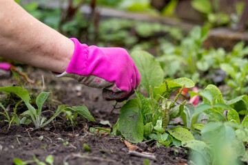 Close up of women in gloves working in the garden. Sunny sommer day