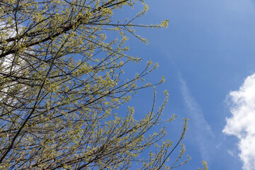the green foliage of the ash tree in the spring season
