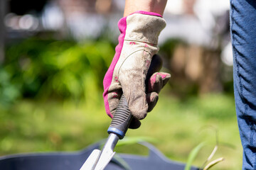 Close up of women in gloves working in the garden. Sunny sommer day