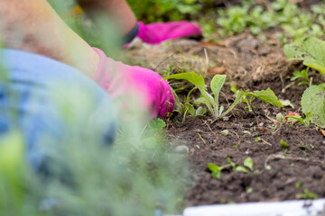 Close up of women in gloves working in the garden. Sunny sommer day