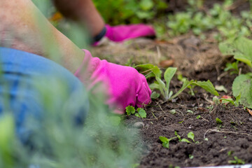 Close up of women in gloves working in the garden. Sunny sommer day