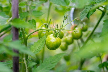 Tomato plants in the garden. Organic farming, young tomato plants