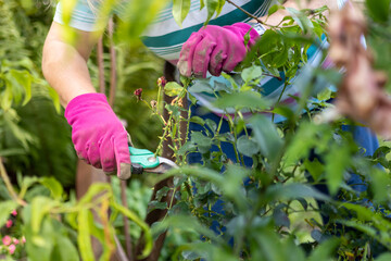 Close up of women in gloves working in the garden. Sunny sommer day