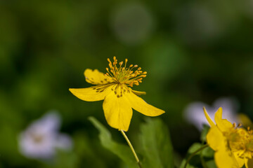 the first spring flowers of anemone are yellow in a mixed forest