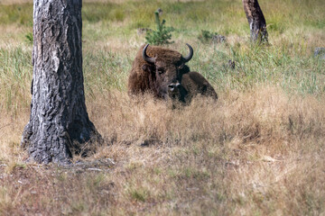 Naklejka na ściany i meble Wild animal European bison
