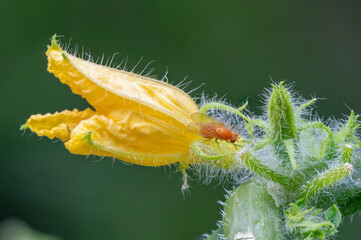 Blüte einer Gurkenpflanze mit Gemüse-Fliege
