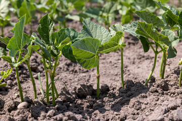 young small bean plants in the field, growing beans
