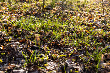 sunny green grass and small yellow flowers in the forest