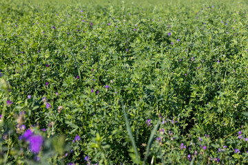 field with grass for harvesting fodder for cows