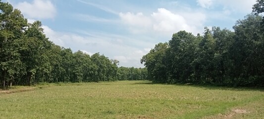 landscape with trees