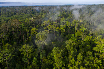 Panorama of Borneo jungle with morning fog © Yusnizam Yusof