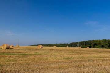 Fototapeta premium A field with cereals in the summer