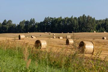 A field with cereals in the summer