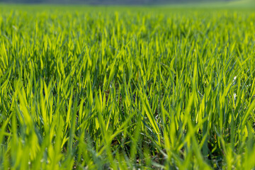 a new wheat crop in the spring season, new sprouts