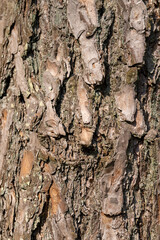 details of the trunk of an old pine with bark of brown shades