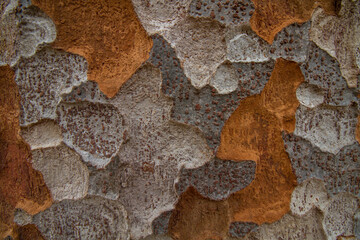 Bark of zelkova, close-up, texture, pattern