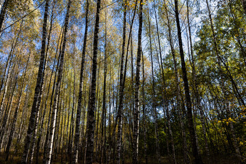 Fototapeta premium sunny autumn weather in the birch forest