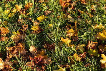 Autumn park with trees during leaf fall