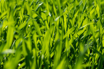 agricultural field with green wheat in the spring season