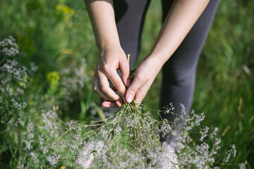 female hands picking wild flowers in summer