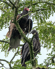 Turkey Vulture and Black Vulture Roosting Together
