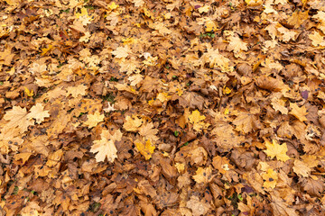 Orange maple foliage on the ground during leaf fall