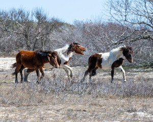 Wild Stallion on Assateague Island