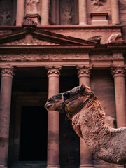 Camel in historic city in Petra