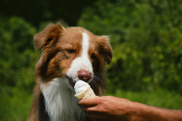 Australian shepherd Dog eating ice cream and enjoying it in a very hot summer day. Hand of male pet owner holds ice cream for the dog. The concept of harmful and sweet food for pets.