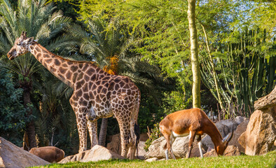 Giraffe and antelope at Bioparc, Valencia, Spain