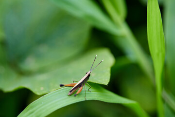 Close-up view of grasshopper on green leaves	
