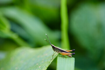Close-up view of grasshopper on green leaves	
