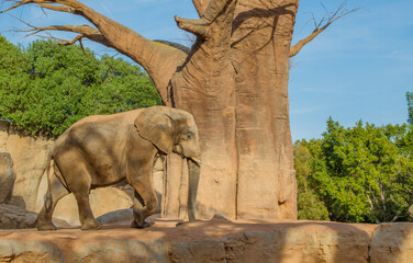African elephant with tree at Bioparc, Valencia, Spain