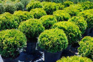 Young thuja occidentalis in garden center. Plant nursery