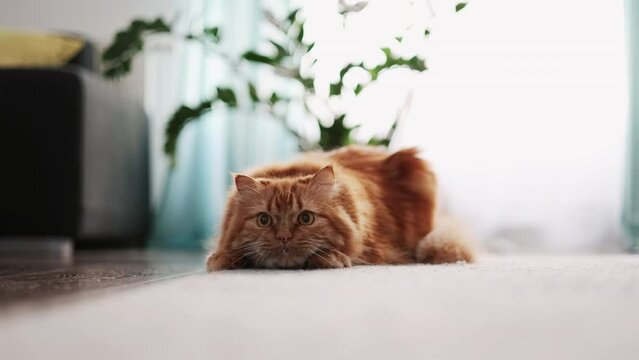 cute red curious cat  indoors and, fluffy Siberian cat, the concept of pets, slow motion