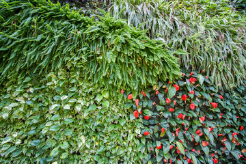 Green wall, living wall, with different plants at Valencia, Spain