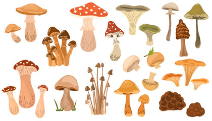Mushrooms set. Poisonous and edible mushroom, chanterelle, cep, amanita and truffle isolated vector illustration set. Forest wild mushrooms types. Organic porcini and chanterelle, poisonous fungus