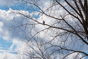 A Red-tailed Hawk Perched In A Bare Tree In Spring