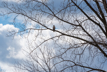 A Red-tailed Hawk Perched In A Bare Tree In Spring