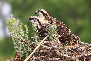 Osprey chicks brothers into the nest, Ontario, Canada