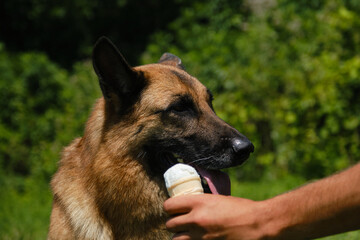 German shepherd Dog eating ice cream and enjoying it in a very hot summer day. Hand of male pet owner holds ice cream for the dog. The concept of harmful and sweet food for pets.