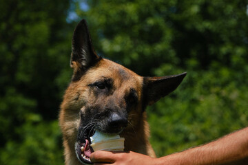 German shepherd Dog eating ice cream and enjoying it in a very hot summer day. Hand of male pet owner holds ice cream for the dog. The concept of harmful and sweet food for pets.