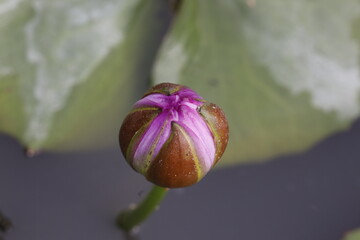 Purple lotus flower before blooming